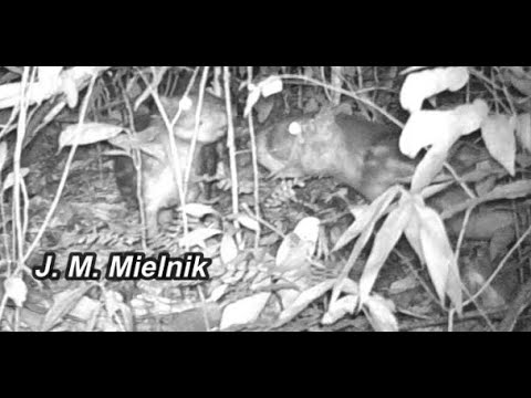 Remix PACA batendo o pé - Wild animals of the Amazon - Brazil