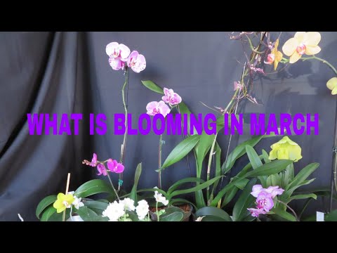 WHAT'S  BLOOMING IN...MARCH 2021....Current blooms in March and our last look at the 'Scary' Orchid