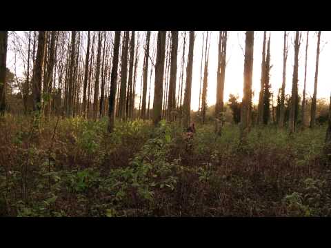 VerseChorusVerse / Hard Times Come Again No More