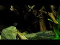 Tympanopleura atronasus Tympanopleura atronasus