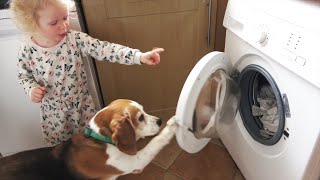 Funny beagle dog and baby doing laundry together