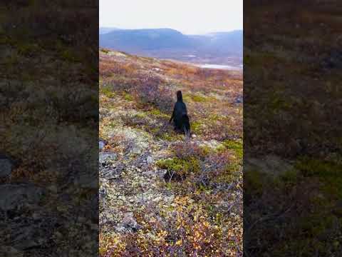 Lemming attacks Swedish lapphund.. #outdoors #norway #smartdog #dogsoftheworld #lemmings #funnydogs