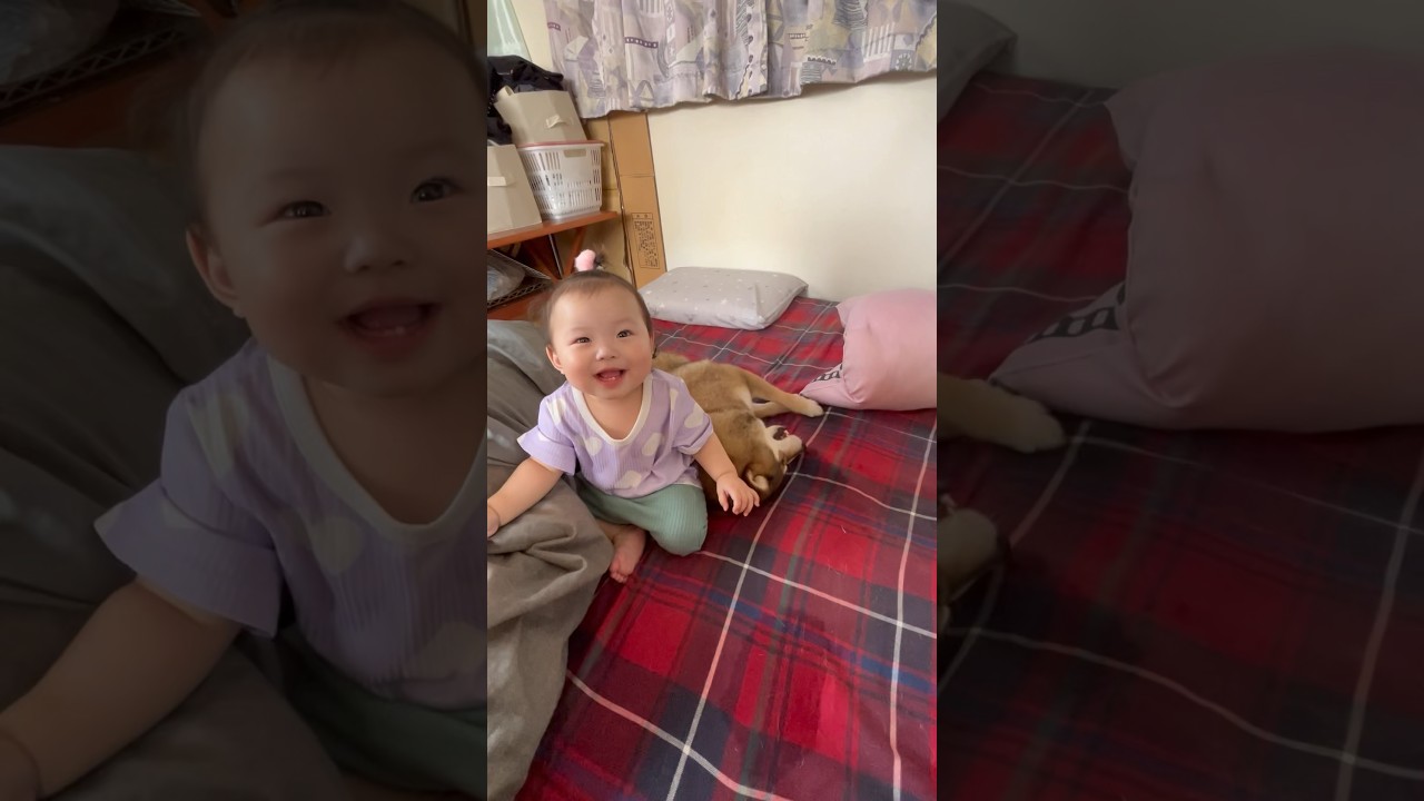 拍手とホリホリでコミュニケーションをとる赤ちゃんと柴犬