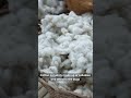 How To Kill Termites And Get Rid Of Them Forever #shorts