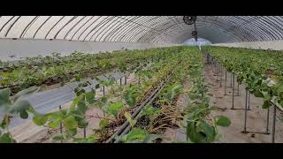 정식후 1주일 상황 입니다