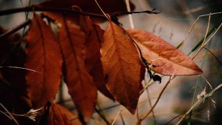 Teresa Salgueiro | Los Jardines Humanos