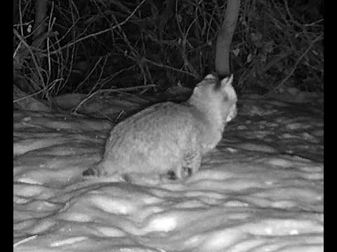 Juvenile bobcat chirping Wildcat Hills Nebraska 12 9 22 911pm