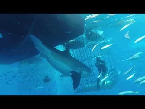 Grande tubarão branco ataca gaiola com mergulhador