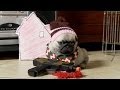 Home Alone (Pug Puppy Version) - YouTube