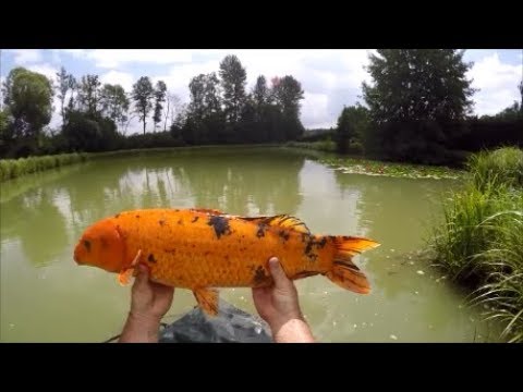 Pêches faciles pour l'été partie 1 : La carpe au pain