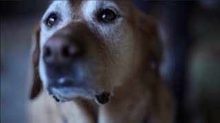 Music video thumbnail preview for Snooze - Original Dog by Snooze