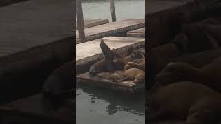Dumb seal at California
