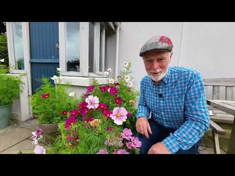 How to Keep your Cosmos Flowering all Summer Long!