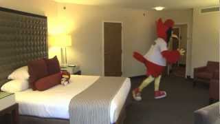 preview picture of video 'St. Louis Cardinals' Fredbird stays at Hyatt Regency St. Louis at The Arch'