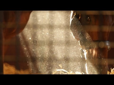 See American Pharoah's luxurious retirement home