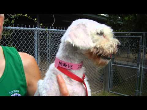 Noahlie, an adopted Schnauzer & Poodle Mix in Houston, TX_image-1