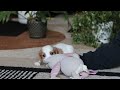 Cavalier King Charles Spaniel dogs for sale: Tucker - Video 1