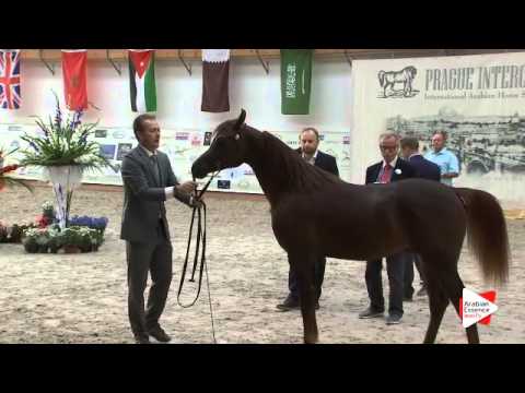 N 37 ZAYED AL KHALEDIAH   Prague Intercup 2015   Yearling Colts Class 4