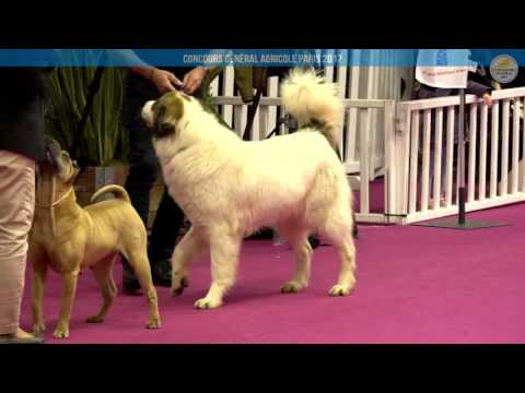 Voir la vidéo : Ring Canins du 27 février 2017, partie 3