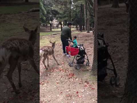 Crisanto afraid of the Nara Park deer