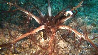 preview picture of video 'Amazing monster like Sea Cucumber feeding'