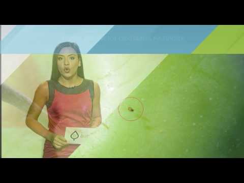 Zelena prognoza, 25.7.2017. - O razvoju jabukinog smotavca na području Vojvodine