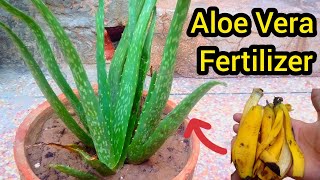 Best Fertilizer For Aloe Vera Plant..!
