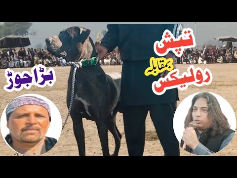 famous bully dogs tapish vs rolex roro | champion bully dogs | gujjar group vs p.k insaf | top bully