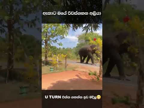 u turn එක්ක ගහන්න ඉඩ මදිලු😁 #elephantlover