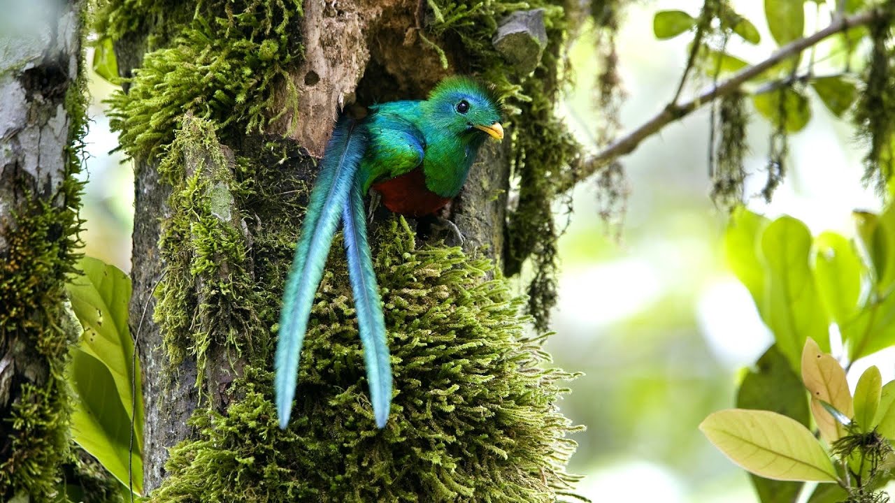 The true beauty of nature thumbnail