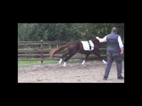 No. 92 Hannoveranerkörung 2017 Like a Prayer by Livaldon