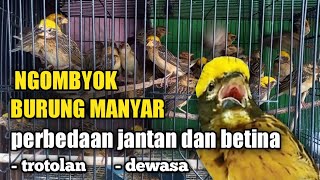 Download lagu Cara Memilih dan Membedakan Burung Manyar Jantan Dan Betina Di ombyokan mp3 Download lagu Cara Memilih dan Membedakan Burung Manyar Jantan Dan Betina Di ombyokan mp3