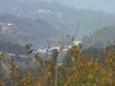 Soalheiro, Vinho Verde