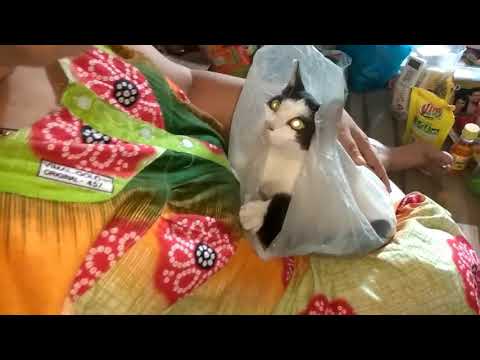 Naughty Cat Video For Kids | Funny Indian Cat | Dil Cat Video Video