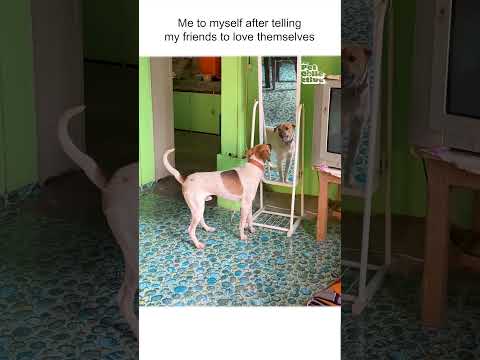 Un drôle de chien aboie contre son propre reflet dans un miroir