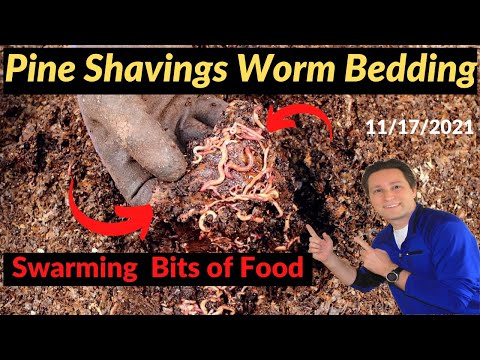 Pine Shavings Worm Bin - Swarms of Worms 11/17/2021