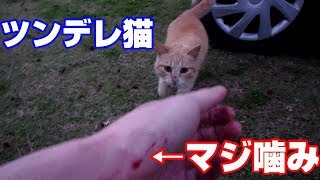 誰にもなつかない猫を可愛がった結果　The result of loving a cat that can not be used to anyone