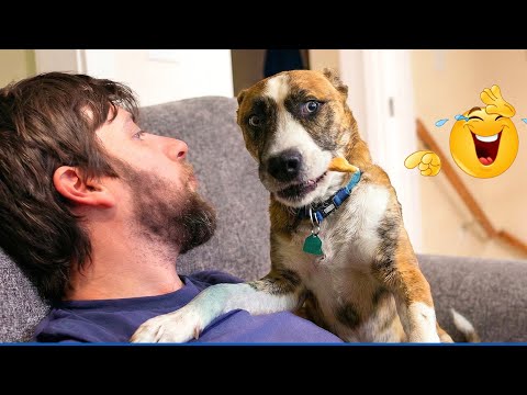 Best Of The Funny Dog Videos 😹🐶 The Funniest Dog Moments Compilation 🐾