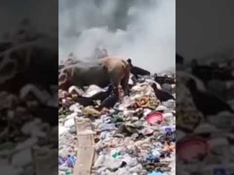 ALARMA AMBIENTAL EN ALTO BAUDÓ: BOTADERO DE BASURA EN PIE DE PATÓ ARDE SIN CONTROL