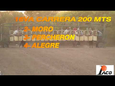 PERCHERON SAN MARCOS 21 11 21