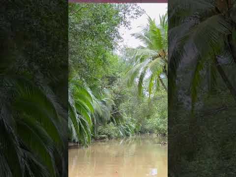 Manuel antonio - Costa Rica - Quepos - mangroves #manuelantonio #quepos #costarica #puntarenas