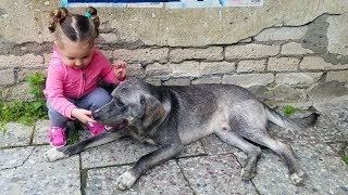 Friendly DOG and Cute KID Playing together and LAUGHING!