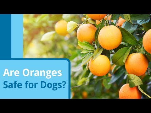 YouTube video about: Can dog drink orange juice?