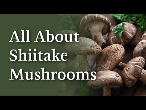 Shiitake Mushroom The Ultimate Guide