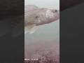 Video Thumbnail for I cought a perch, and a Walleye  shows up!! #underwatercamera #icefishing #shorts