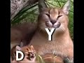 Mommy And Daughter Meme Original Tobot Y Tobot D