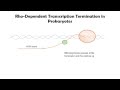 Rho Dependent Termination Animation