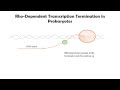 Rho-dependent Transcription Termination in Prokaryotes