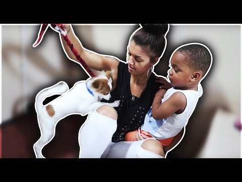 DJ GOT BIT BY A DOG | THE PRINCE FAMILY