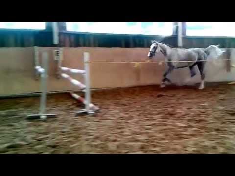 4 Jähriger Wallach von Contagio